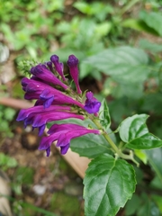Scutellaria incarnata