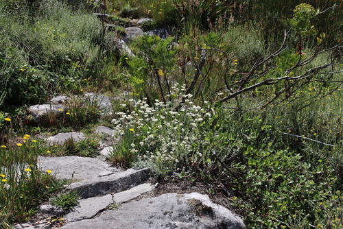 Helichrysum pandurifolium, photograph 6