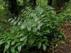 Polygonatum × hybridum
