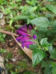 Scutellaria incarnata