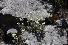 (c) Tony Rebelo, some rights reserved (CC BY-SA) Helichrysum pandurifolium, photograph (c) Tony Rebelo, some rights reserved (CC BY-SA)