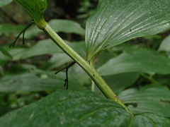 Polygonatum × hybridum