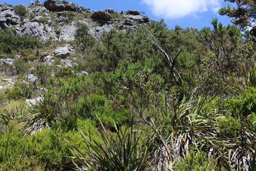 Image of Erica triflora by (c) Tony Rebelo, some rights reserved (CC BY-SA)