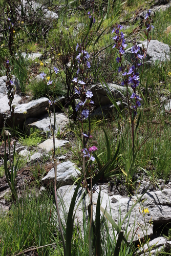 Image of Aristea bakeri by (c) Tony Rebelo, some rights reserved (CC BY-SA)
