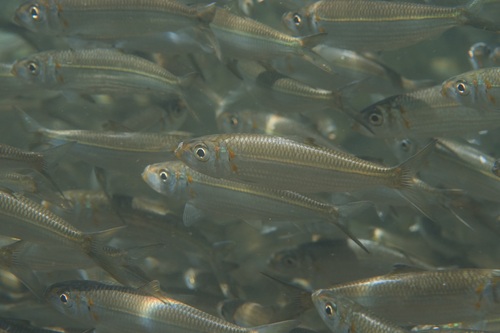 Blueline herring (Herklotsichthys quadrimaculatus) — Clupeidae — 5