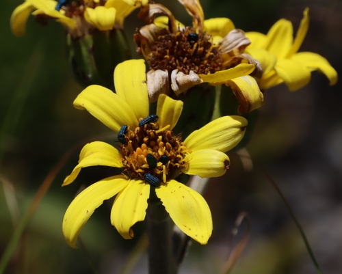 Image of Peninsula Firedaisy (Capelio tabularis) by (c) Tony Rebelo, some rights reserved (CC BY-SA)