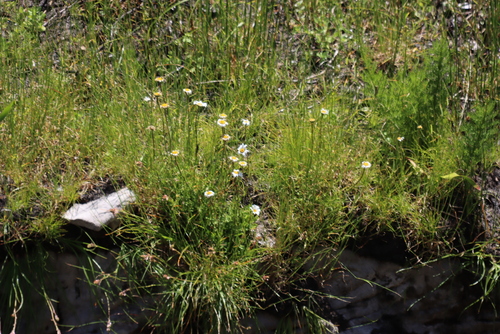 Image of Osmitopsis dentata by (c) Tony Rebelo, some rights reserved (CC BY-SA)