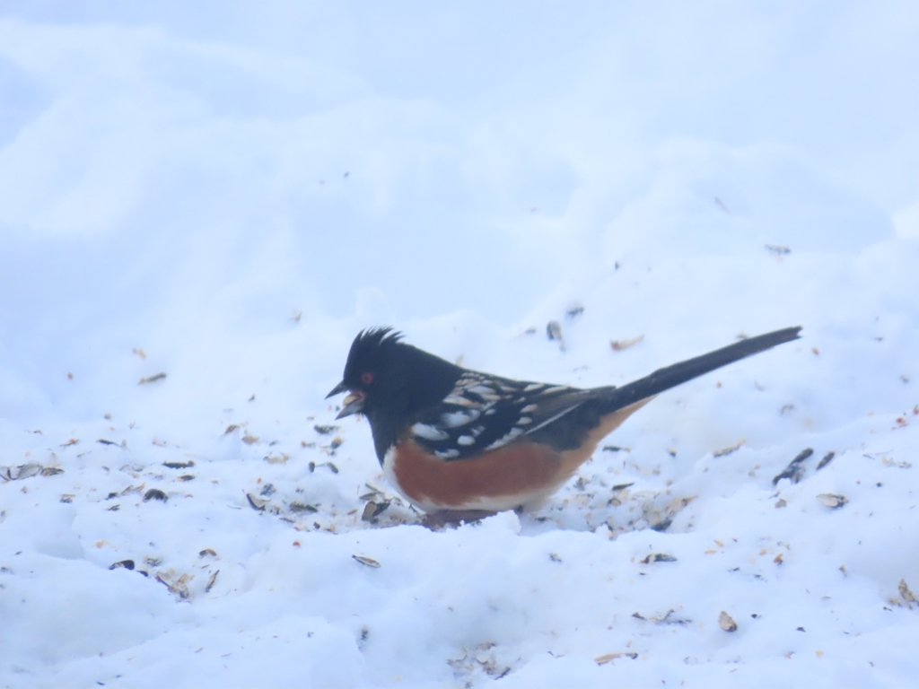 Spotted Towhee