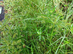Cyperus meyenianus