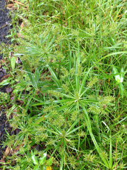 Cyperus meyenianus