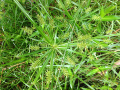 Cyperus meyenianus