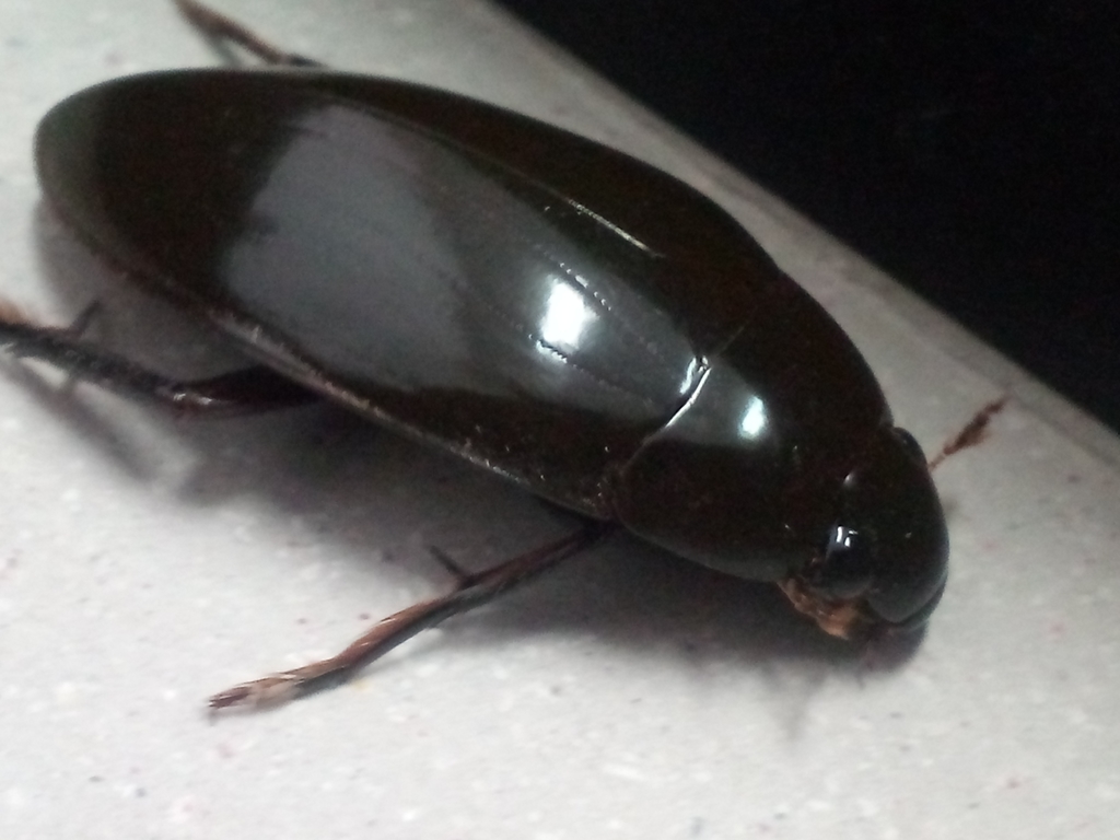 Water Scavenger Beetles (Aquatic macroinvertebrates in Iowa) · iNaturalist