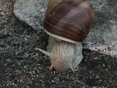 Helix pomatia