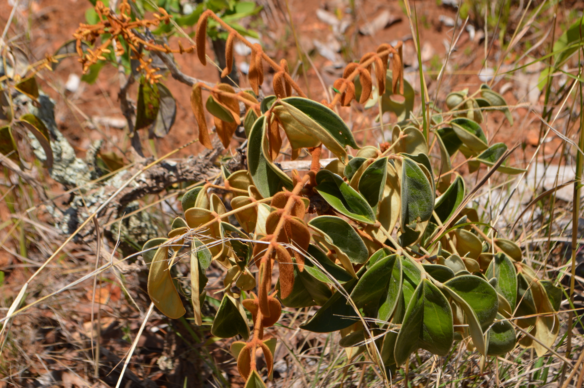 Connarus suberosus