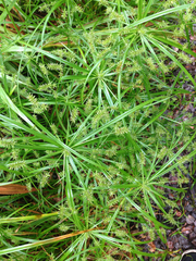Cyperus meyenianus