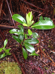 Myrsine lessertiana