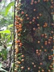 Apodanthes caseariae