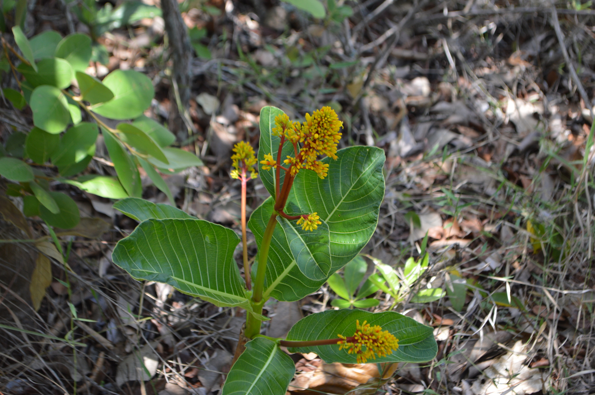 Palicourea rigida