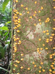 Apodanthes caseariae