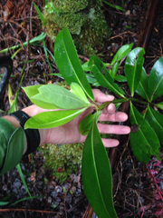 Myrsine lessertiana