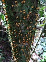 Apodanthes caseariae