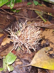 Pterulaceae