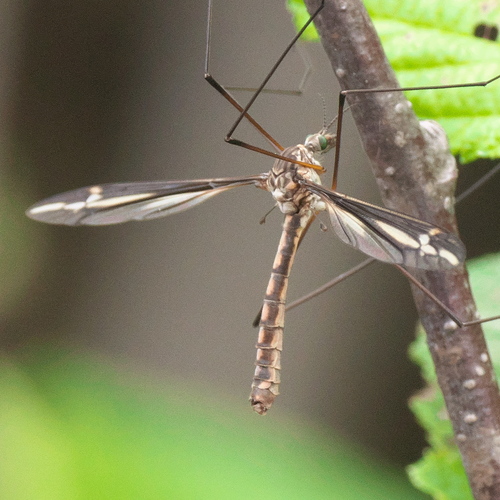 Tipula nuotrauka