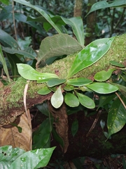Asplenium serratum