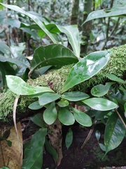 Asplenium serratum