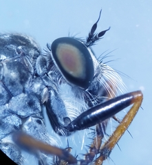 Neomochtherus geniculatus