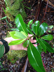 Myrsine lessertiana