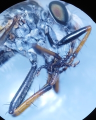 Neomochtherus geniculatus