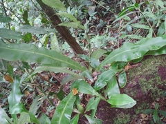 Asplenium serratum