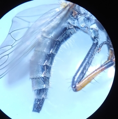 Neomochtherus geniculatus