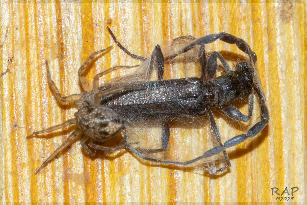 Heterachthes xenocerus