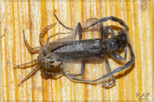 Heterachthes xenocerus