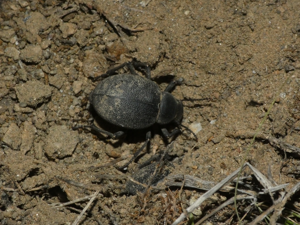 Pimelia variolosa