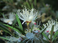 Myrceugenia pinifolia, photograph (c) Bruno Avilez, some rights reserved (CC BY)
