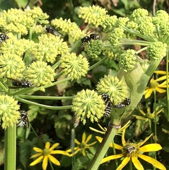 Angelica triquinata