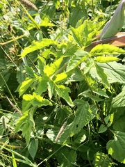 Angelica triquinata