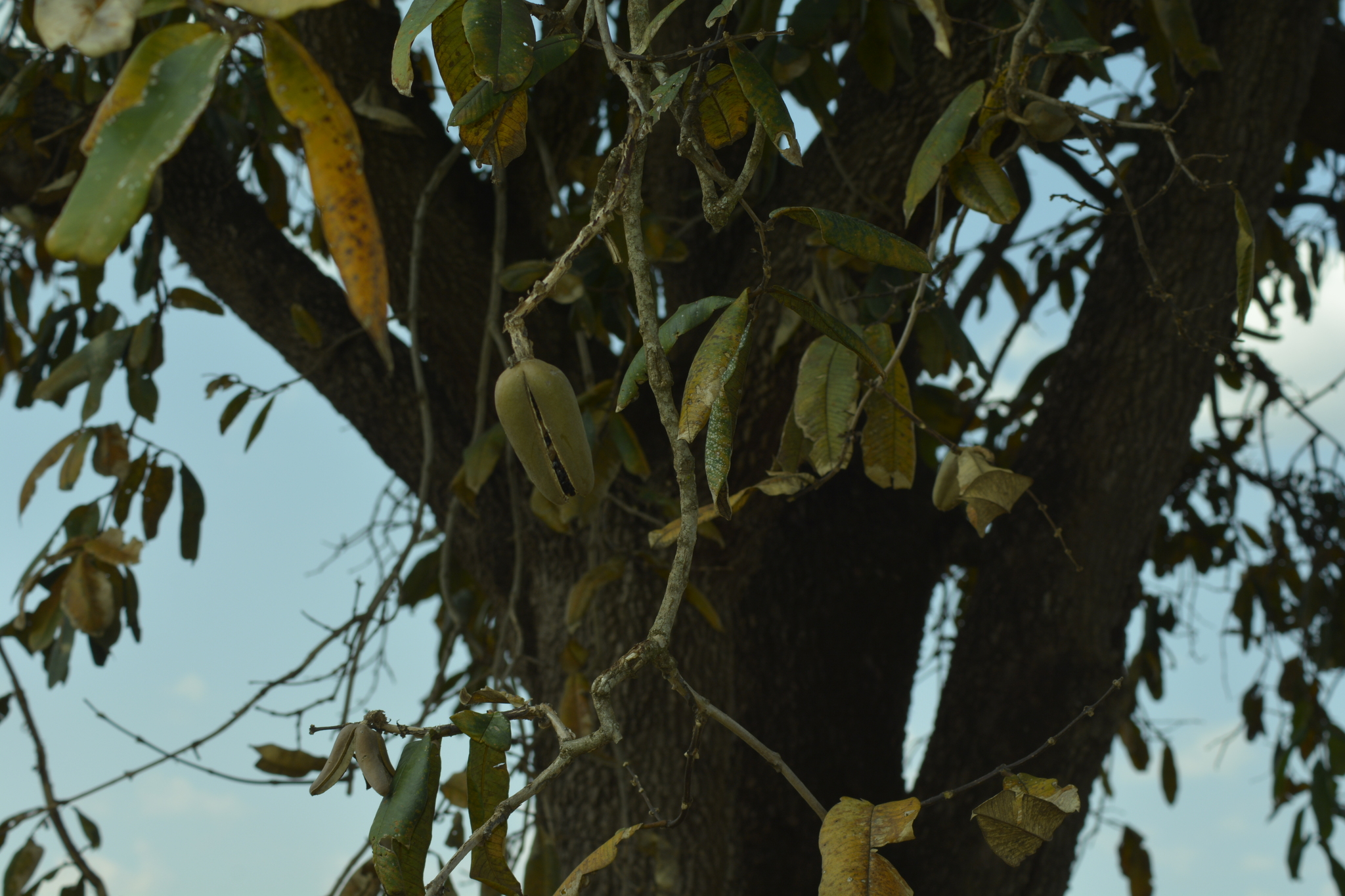 Qualea grandiflora