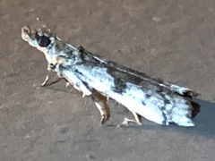 Amyelois transitella