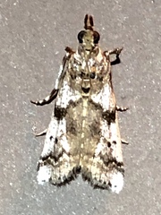 Amyelois transitella