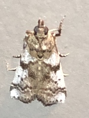 Amyelois transitella