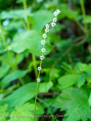 Ozomelis stauropetala
