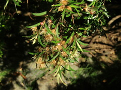(c) Bruno Avilez, some rights reserved (CC BY) Myrceugenia pinifolia, photograph (c) Bruno Avilez, some rights reserved (CC BY)