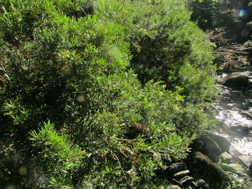 Myrceugenia pinifolia, photograph 5