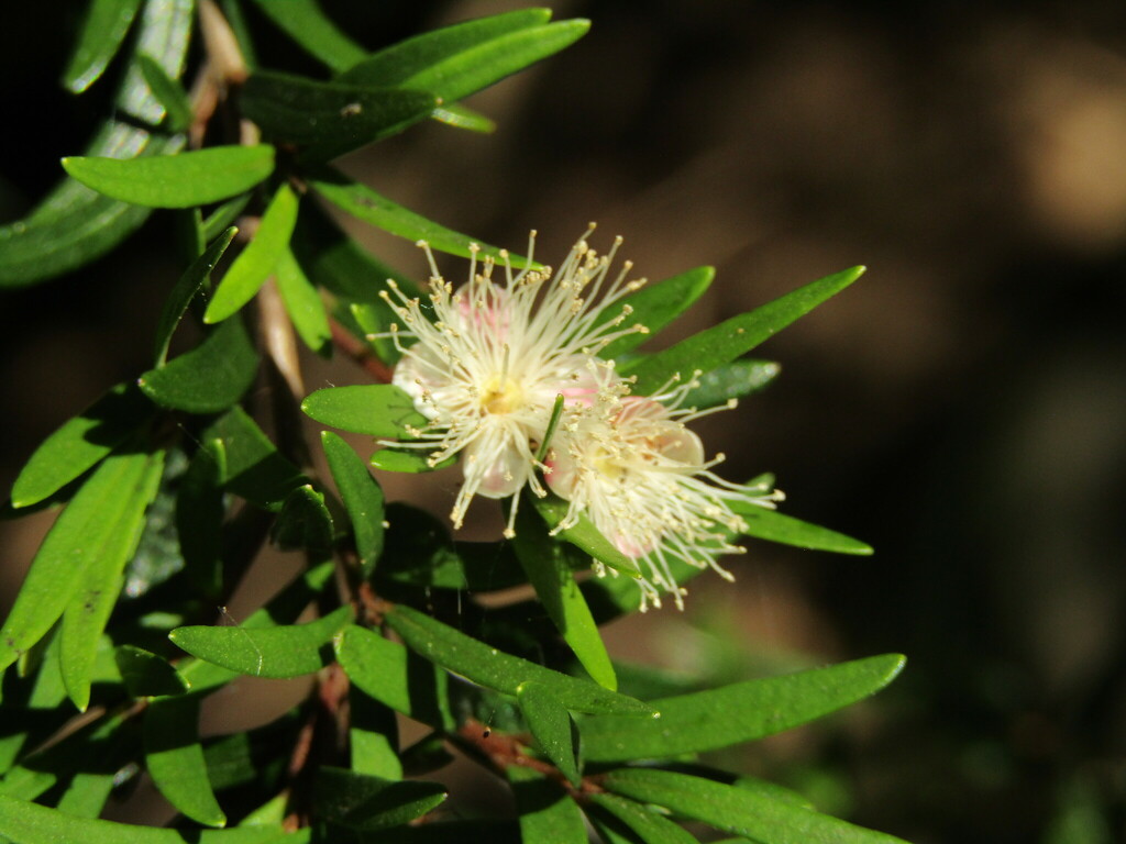 Myrceugenia pinifolia; photograph (c) Bruno Avilez, some rights reserved (CC BY)