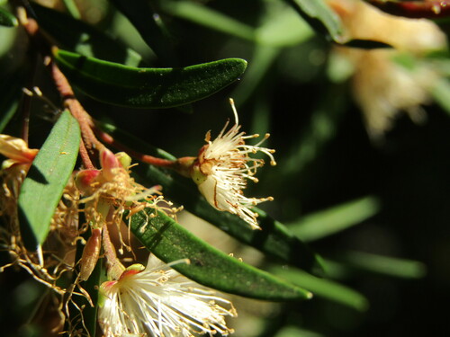 Myrceugenia pinifolia, photograph 1
