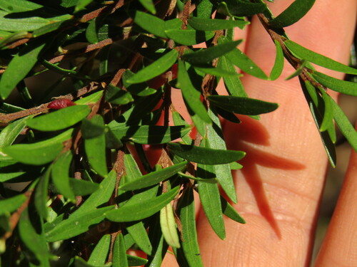Myrceugenia pinifolia, photograph 4
